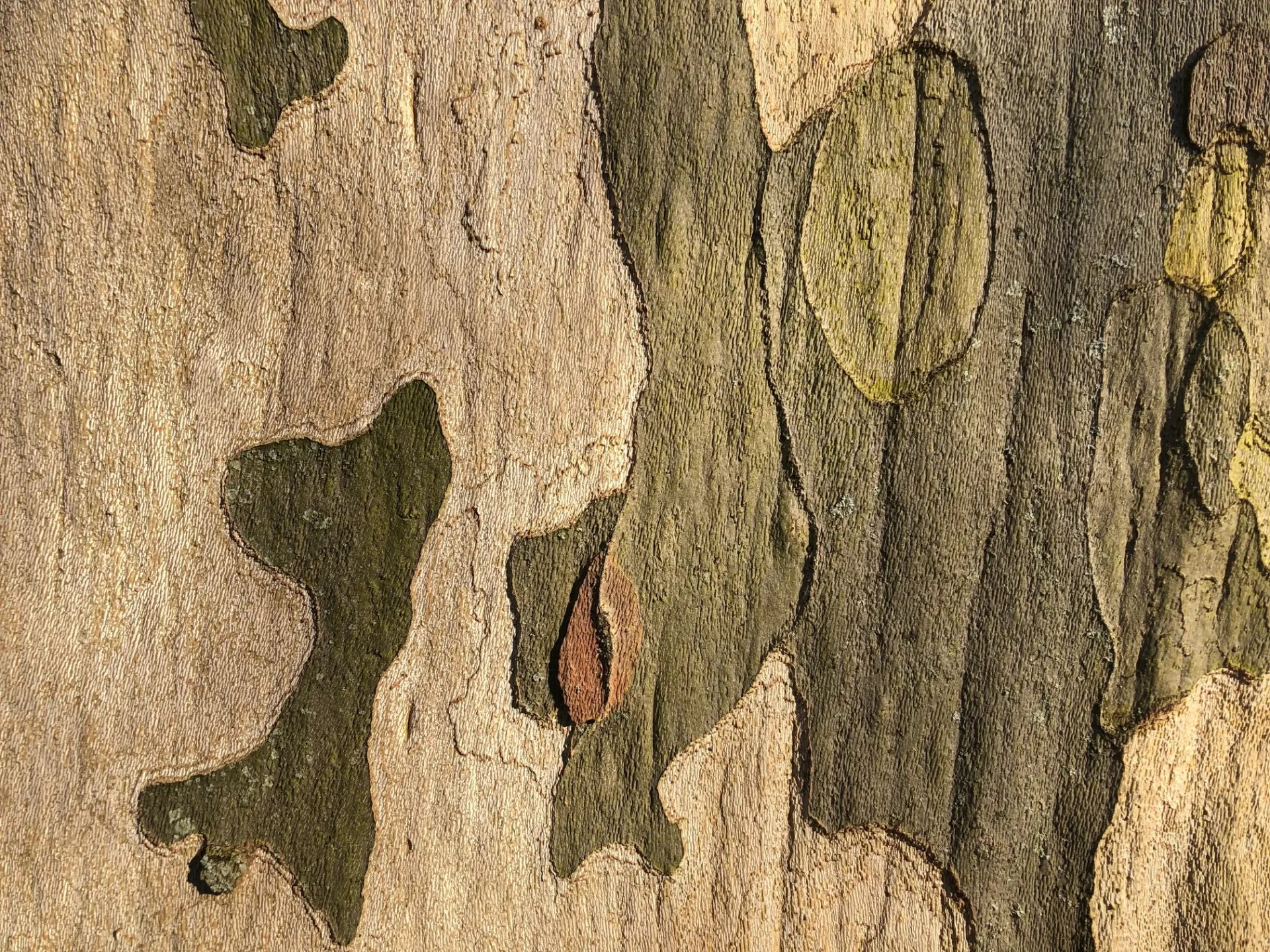 Pattern Menuiserie